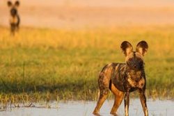Safari Club Region - Zimbabwe Mana Pools wild dog