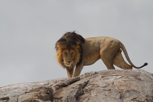 Safari Club Tours - Land_of_the_Big_Cats