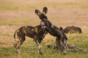 Safari Club Tours - Botswana wild dogs playing