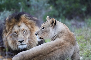 Safari Club - South Africa Eastern Cape Amakhala Game Reserve lions