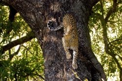 Safari Club Region - South Africa Kruger Leopard