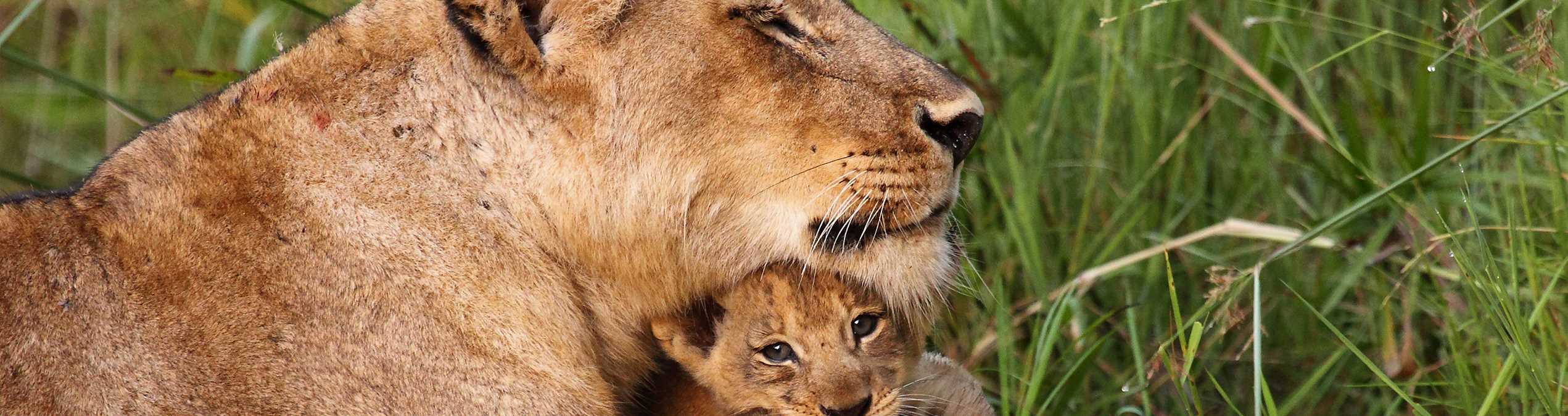 Safari Club - Kenya_Liakipia_Lioness_and_cubs