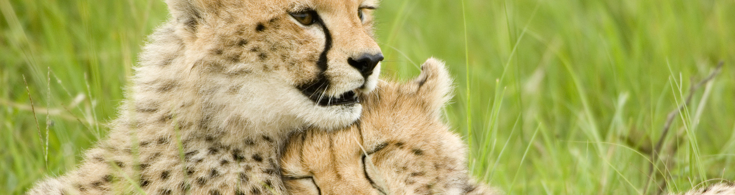 Safari Club - Kenya_Masai_Marar_Cheetah_Cubs
