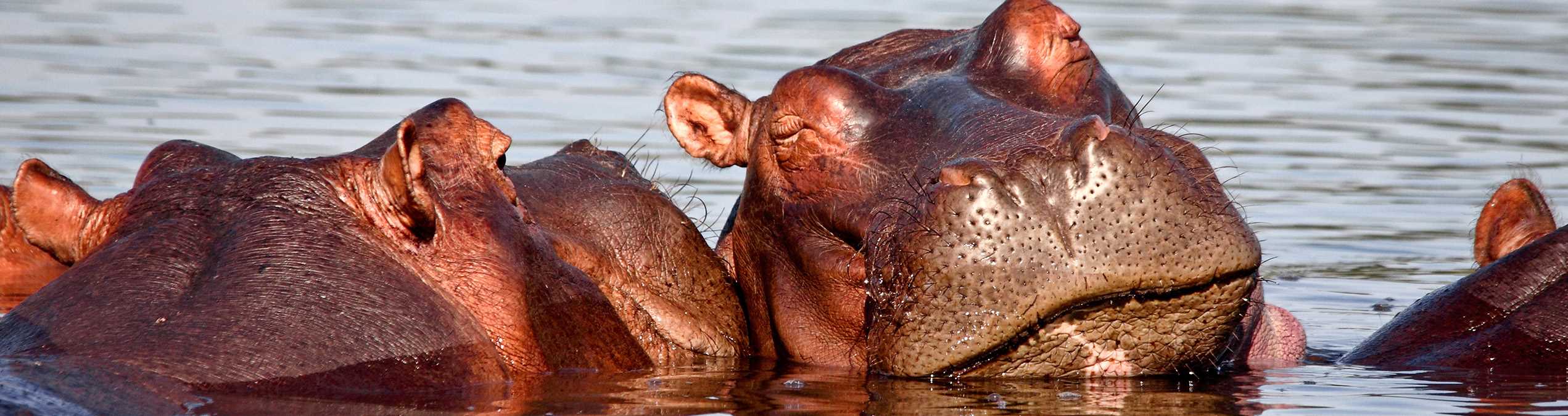 Safari Club - Malawi_Liwonde_National_Park_Hippo