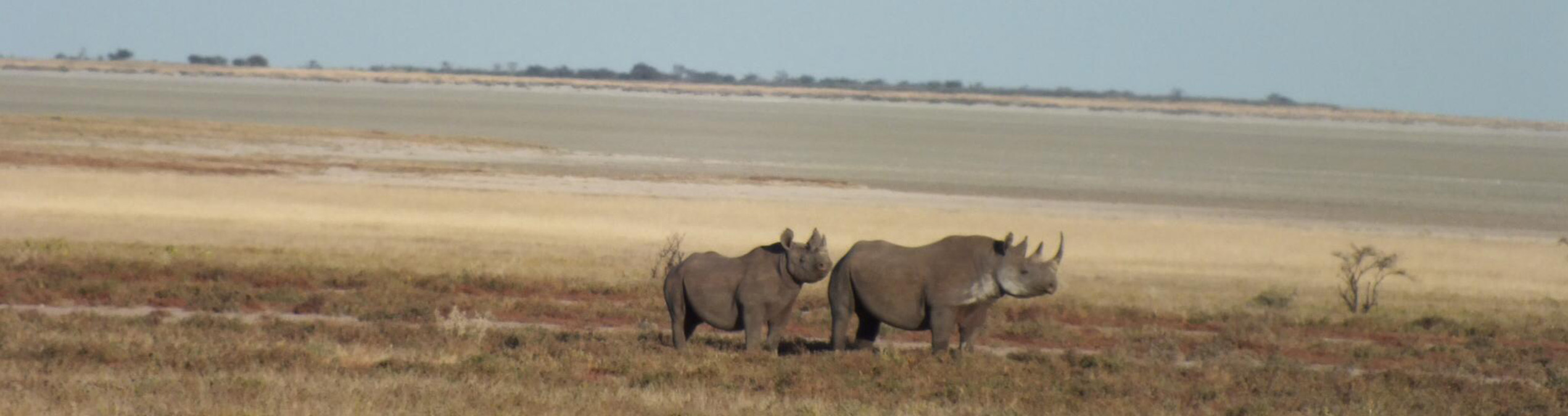 Safari Club - Namibia_Etosha_National_Park_Black_ Rhino