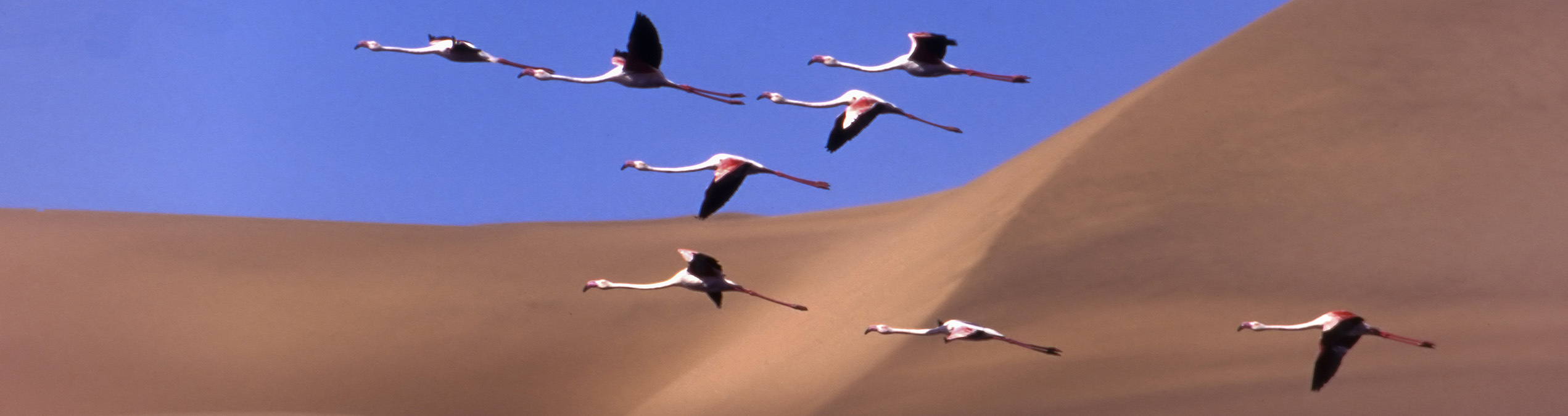 Safari Club - Namibia_Namib_Nakluft_National_Park_Flamingos_flying