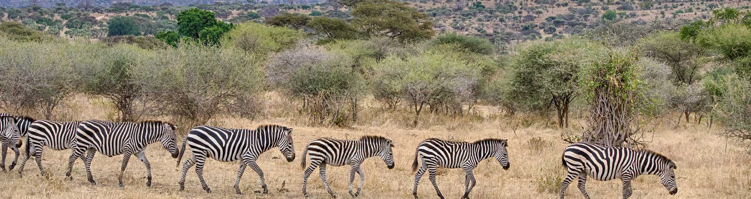 Safari Club - Tarangire_Zebra