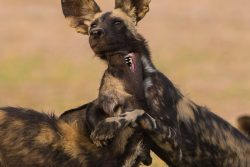 Safari Club Region - North Luangwa African wild dog puppies
