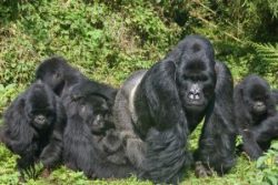 Safari Club Photos - Gorilla Trecking Tour