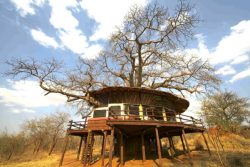 Safari Club Classic Accommodation - Tarangire_Treetop_Lodge