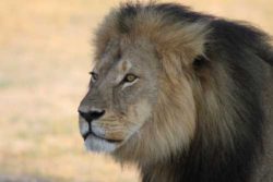 Safari Club Region - Cecil the male lion Zimbabwe