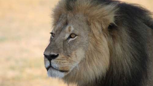 Safari Club - Cecil the male lion Zimbabwe
