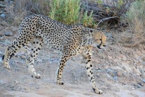 Safari Club - Cheetah in Sanbona