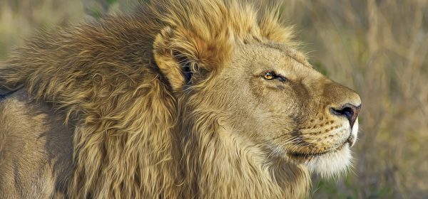 Safari Club - Male lion in profile