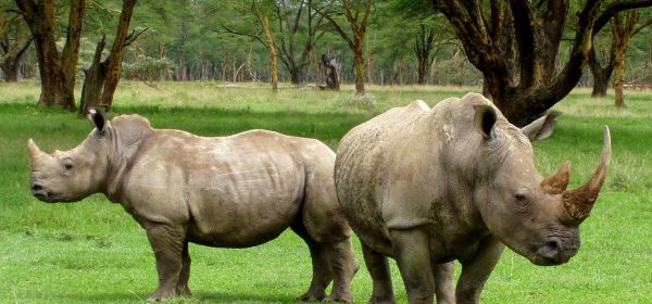 Safari Club - White Rhinos in Africa