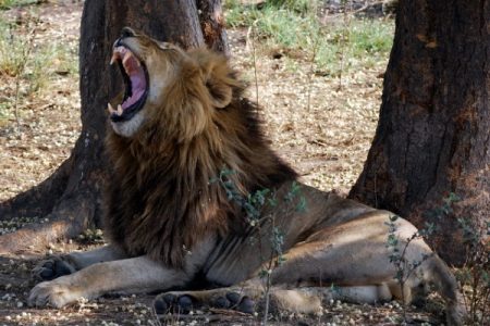 Safari Club Tours - Kafue-Yawning-male-lion