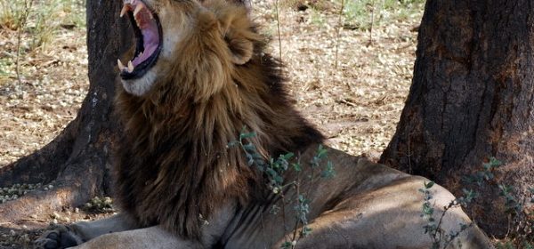 Safari Club - Kafue-Yawning-male-lion