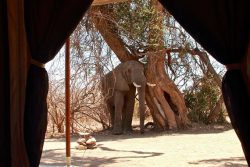 Safari Club Classic Accommodation - Kigelia_Camp