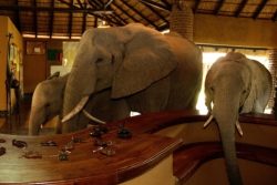 Safari Club Entry Accommodation - Mfuwe_Lodge