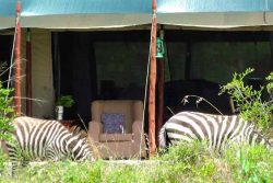 Safari Club Classic Accommodation - Offbeat_Mara_Camp