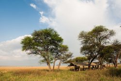 Safari Club Classic Accommodation - Serengeti_Safari_Camp