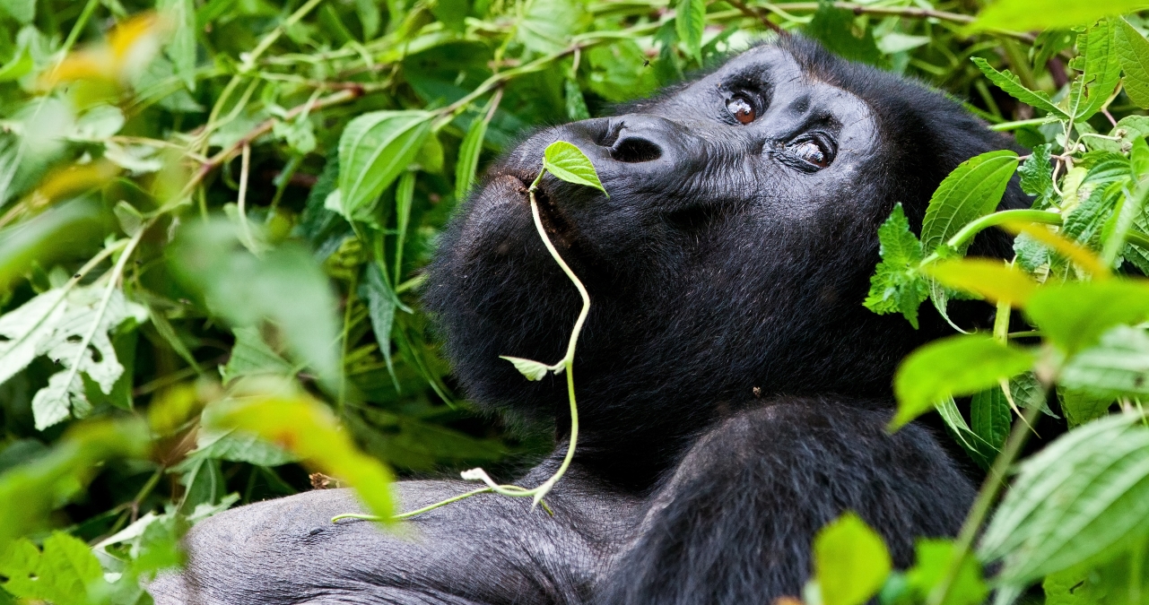 Safari Club - Uganda_Bwindi_National_Park_Gorilla