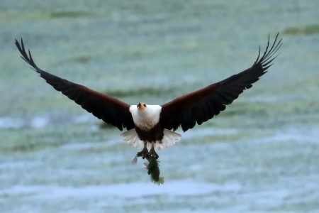 African fish eagle Timbavati