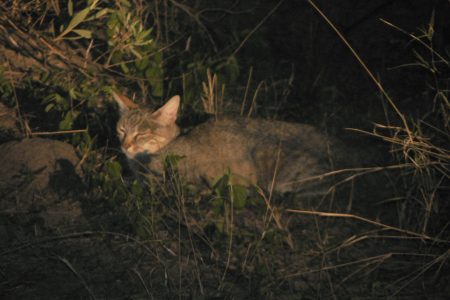 African Wildcat in Kwando