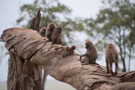 Baboons in the Maasai Mara