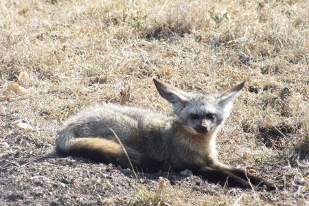 bat-eared-fox-full-body