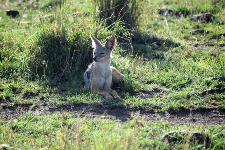 Bat-eared fox Maasai Mara