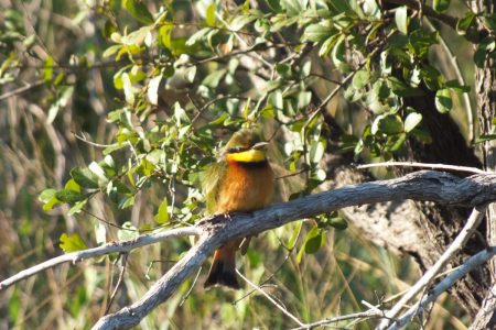 Bee-eater Limpopo