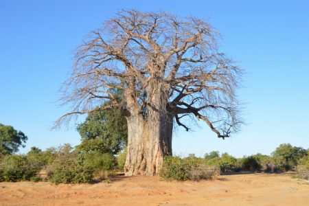 Big Baobab Lower Zambezi