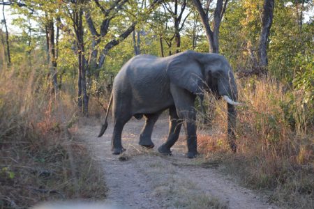 Big bull elephant South Luangwa