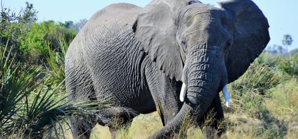Safari Club - Big tusker at Gomoti Plains