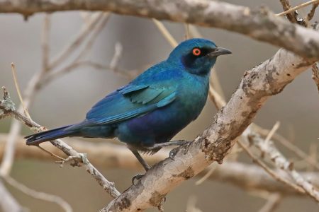 Birds at Timbavati 1