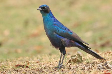 Birds at Timbavati 2