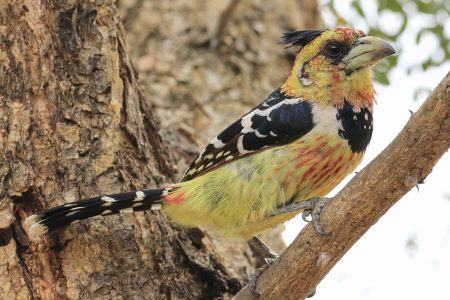 Birds at Timbavati 3