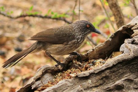 Birds at Timbavati 4