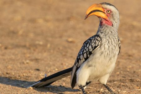 Birds at Timbavati 5