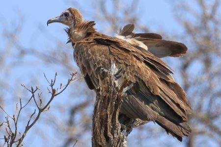 Birds at Timbavati 6