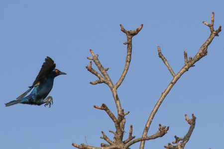 Birds at Timbavati 7
