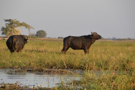 Buffalo Bulls Kafue