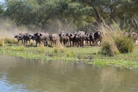 buffalo herd Lower Zambezi