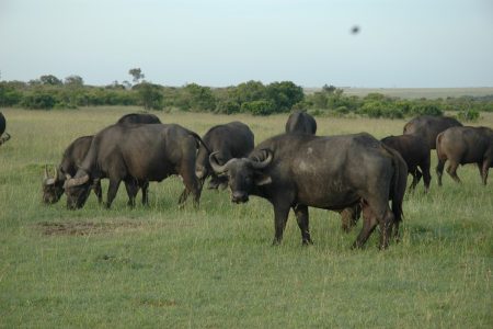 Buffalo - Maasai Mara