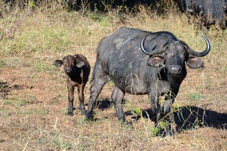 Buffalo mother and calf Chobe Floodplain