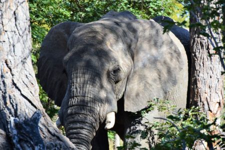 Bull elephant Hwange National Park
