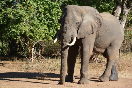 Bull elephant Lower Zambezi