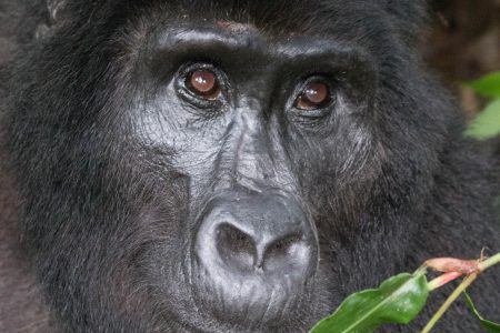 Bwindi gorilla face