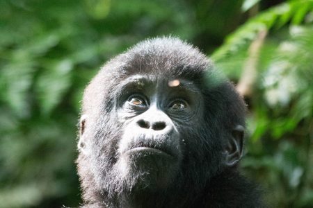 Bwindi young gorilla 1
